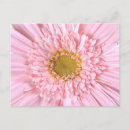 Recherche de gerber rose cartes postales Gerbera
