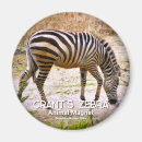 Recherche de zèbre magnets Animal