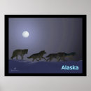 Recherche de loup dans la neige posters Arctique