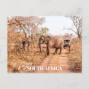 Recherche de sud africain cartes postales Safari
