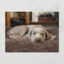 Recherche de chien endormi posters Canin