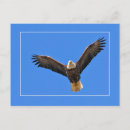 Recherche de flambant cartes postales Vol