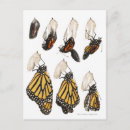 Recherche de cocon cartes postales Papillon