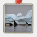 Recherche de orques ornements Faune