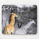 Recherche de baby tapis souris Photographie de la faune