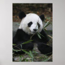 Recherche de chengdu art Ours
