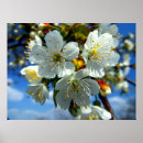 Recherche de étamine posters Fleurs