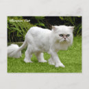 Recherche de chats humoristiques cartes postales Pour tous