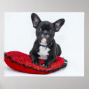 Recherche de chien blanc posters Adorable