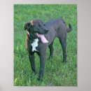 Recherche de labrador heureux posters Sourire