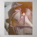 Recherche de pétales posters Blanc