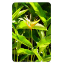 Recherche de oisseaux magnets Plante
