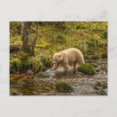 Recherche de ours noir et blanc cartes postales Faune