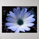 Recherche de marguerite posters Bleu