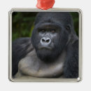 Recherche de gorille ornements Ape