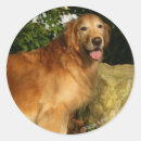 Recherche de enduit autocollants Golden retriever