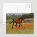 Recherche de cheval de baie cartes postales Pur