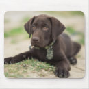 Recherche de chocolat tapis souris Labrador retriever