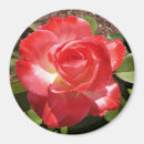 Recherche de buisson magnets Rouge