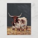 Recherche de par emplacement cartes postales Animal