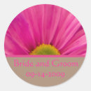 Recherche de gerber rose Botanique