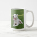 Recherche de pitbull blanc tasses Mignon