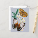 Recherche de belle nature cartes postales Vintage