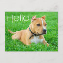 Recherche de chiot pitbull cartes postales Chiots