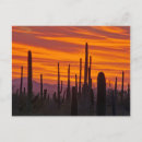 Recherche de clair obscur posters Arizona