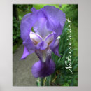 Recherche de iris photographie Violet