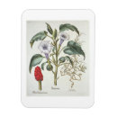 Recherche de épine magnets 17ème