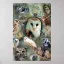 Recherche de hibou photographie Proie
