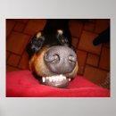 Recherche de pinscher posters Dobie