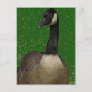 Recherche de oies sauvages cartes postales Sauvagine