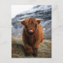 Recherche de scottish highland cartes postales Veau