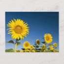 Recherche de valensole cartes postales Champ