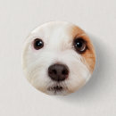 Recherche de visage de chiot Chien