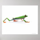 Recherche de grenouille de saut posters Reptiles