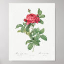 Recherche de rosa posters Vintage