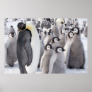 Recherche de humour poussin de posters Poussins