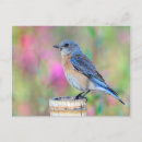 Recherche de arrière plan vert cartes postales Oiseau