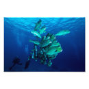Recherche de la grande barrière de corail posters Nature