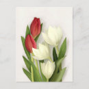 Recherche de tulipe rouge et blanche cartes postales Tulipes