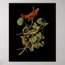 Recherche de audubon posters Observation des oiseaux