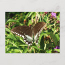 Recherche de de papillons photographie Floral