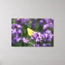 Recherche de ailes photographie Floral