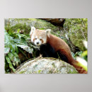 Recherche de panda rouge posters Animal