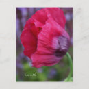 Recherche de poppy cartes postales Rouge