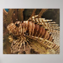 Recherche de poissons photographie Toute personne