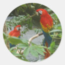 Recherche de perroquet autocollants Ara